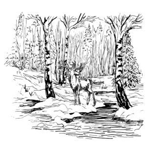 Two Jays Stamp Deer River