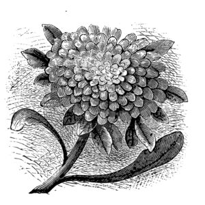 Two Jays Stamp Aster