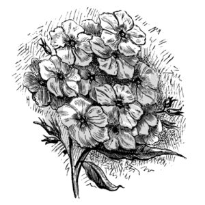 Two Jay Stamp Camomile