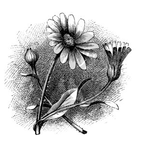 Two Jay Stamp Marigold