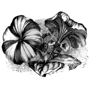 Two Jay Stamp Petunia