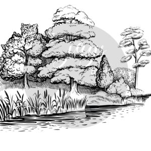 Two Jays Stamp River Bank