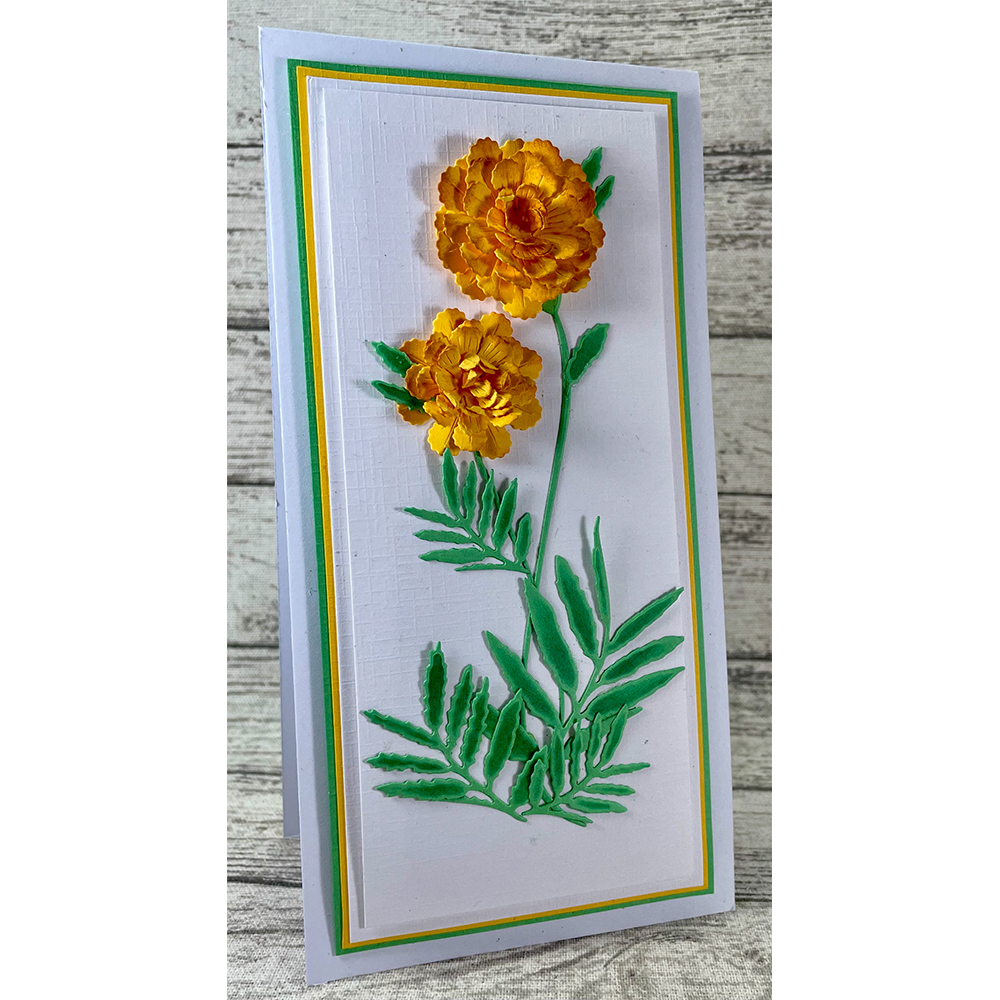 John Next Door Marigold Flowers